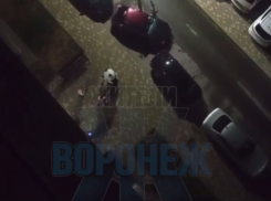 Буйная панда не дает спать воронежцам