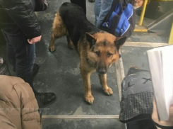 В Воронеже ищут хозяев овчарки, путешествующей в автобусе