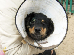 В Воронеже спасенному щенку Дружку ищут семью 
