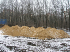 Предприимчивые воронежцы собирались закатать в асфальт участок леса