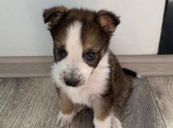 Пушистый детектив с продажей псевдо-корги дошел до суда в Воронеже