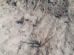 Воронежские чиновники назвали вандализмом инцидент с кизильником 