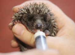 Воронежские зоозащитники поделились на видео «колючей мимимишностью»