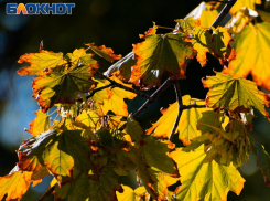 Начало сентября приятно удивит жителей Воронежа