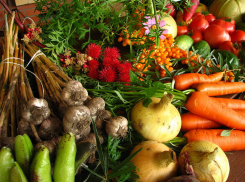 12 сельхозпредприятий начнут выращивать органические продукты в Воронежской области