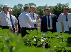 На развитие органической продукции в Воронежской области направят 80 млн рублей