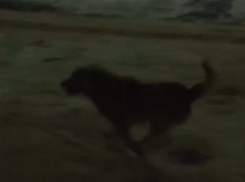 Собачья облава с двух сторон попала на видео в Воронеже 