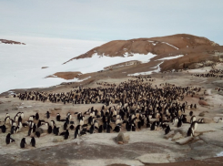 Упитанных пингвинов Адели снял зимующий в Антарктиде воронежец 