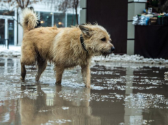 Об отравлении собак ядом предупредили воронежцев из Центрального района 