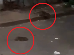 Десятки прыгающих крыс заполонили улицу в центре Воронежа