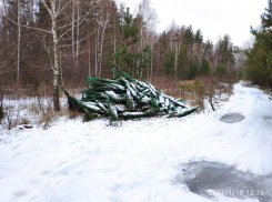 Кладбище упакованных зеленых красавиц нашли у трассы М-4 «Дон» под Воронежем 