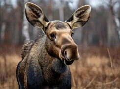 Бешеного лося нашли в Воронежской области