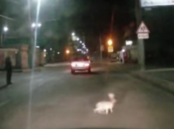 На видеозапись попала атака зайца на движущийся автомобиль в Воронеже 