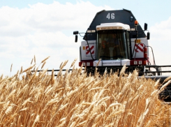 Воронежские аграрии начали убирать зерно на две недели позже привычного срока