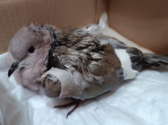 В Воронеже под общим наркозом прооперировали птицу 