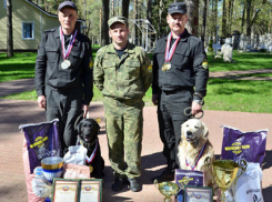 Лабрадор Эвани завоевал «золото» для Воронежской таможни на соревнованиях