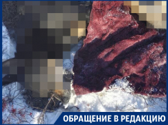 В центре воронежского поселка цинично расстреляли собак