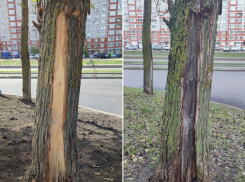 Повредили и оставили гнить: как деревья заменяли на траву на улице 60 Армии