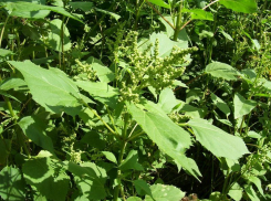 Воронежцев предупредили об опасном сорняке-душителе