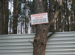 Власти приостановили вырубку Северного леса Воронежа