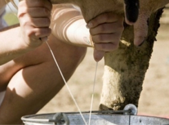 Мэрия Воронежа применила к брянским молочникам «силовой приём»