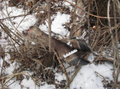 В Воронежской области охотник попал под статью за убийство лося 