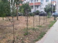 Жуткие цифры: погибли более половины посаженных деревьев и кустарников в Воронеже