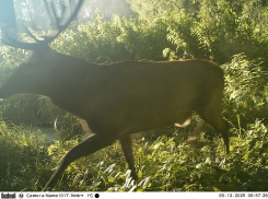 Агрессивные романтически настроенные олени грозят воронежцам
