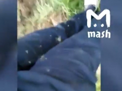 Атака миллиардов агрессивных комаров на воронежцев попала на видео