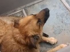 Собака-потеряшка несколько дней путешествует по воронежским автобусам, подкармливаясь случайными подачками 