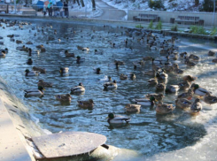 Полчище уток заметили в пруду воронежского парка