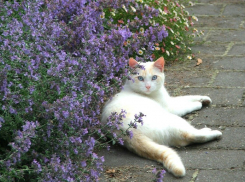 Житель Воронежской области убил соседа из-за его кошки 
