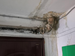  «Можно вляпаться»: воронежские общественники пристыдили «укашку» за протечки и нечистоты в подвале 