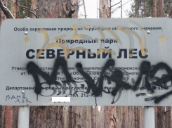 Как умирает Северный лес, пока власти кормят воронежцев обещаниями