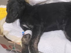 Стало известно о состоянии собаки, которую переехали и выбросили в мусорку в Воронеже