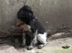 Бессердечный поступок женщины крайне возмутил жителей Воронежа