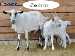 В бюджете области закончились деньги на поддержку воронежского АПК