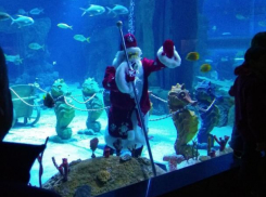 В Воронеже Дед Мороз нырнет в аквариум с акулами