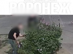 «Сиреневые воры» пристрастились к кусту в воронежском дворе