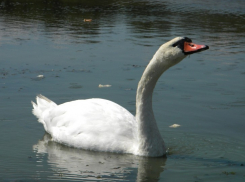 Работы по расчистке реки Тавровка так и не начались (ВИДЕО)