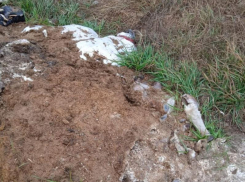 Полуразложившиеся останки нашли в воронежском селе 