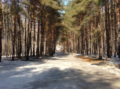 Воронежские сосны приглянулись москвичам