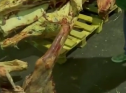 1,5 тонны сомнительной говядины уничтожили в Воронеже