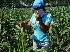 Как на поле в Воронежской области кастрировали кукурузу