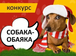 Объявляем конкурс «Собака-обаяка»!