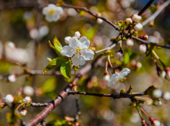 Тепло вернется в Воронеж в начале новой рабочей недели