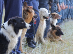 В Воронеже 115 человек искали «пропавшего» в Масловском лесу мужчину