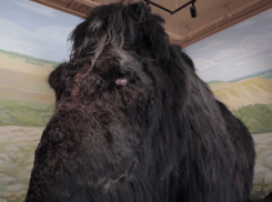 Гигантского мамонта из натуральной шерсти можно потрогать в воронежской галерее «ЛюбоПытно»