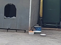 Крысификация парка «Орленок» произошла в Воронеже 