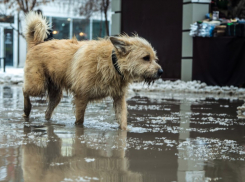 Подрядчика для строительства муниципального собачьего приюта начали искать в Воронеже